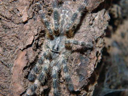 vogelspinnen Bilder - Poecilotheria fasciata