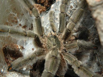 vogelspinnen Bilder - Psalmopoeus cambridgei
