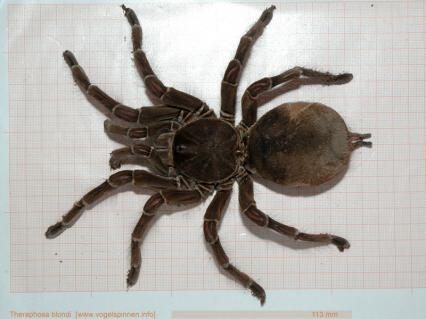 vogelspinnen Bilder - Theraphosa blondi
