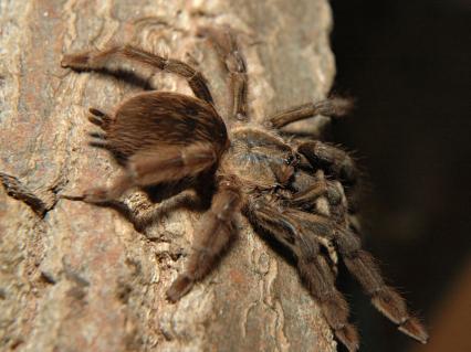 vogelspinnen Bilder - Psalmopoeus reduncus
