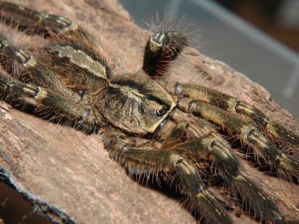 vogelspinnen Bilder - Poecilotheria ornata
