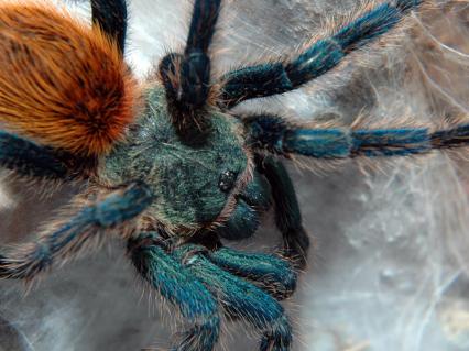 vogelspinnen Bilder - Chromatopelma cyaneopubescens
