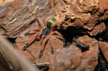 vogelspinnen Bilder - Ephebopus cyanognathus
