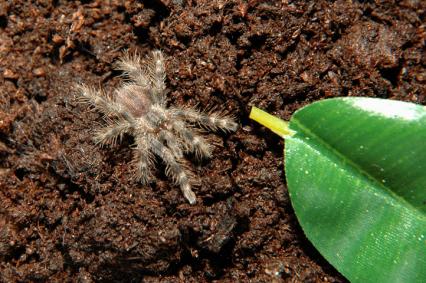 vogelspinnen Bilder - Poecilotheria regalis
