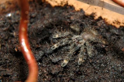 vogelspinnen Bilder - Poecilotheria ornata
