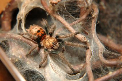 vogelspinnen Bilder - Chromatopelma cyaneopubescens
