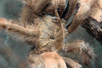 vogelspinnen Bilder - Psalmopoeus pulcher
