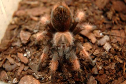 vogelspinnen Bilder - Brachypelma emilia
