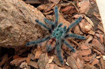 vogelspinnen Bilder - Avicularia versicolor
