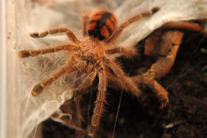 vogelspinnen Bilder - Avicularia minatrix
