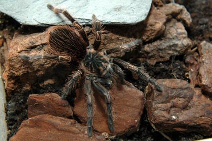 vogelspinnen Bilder - Lasiodora striatus
