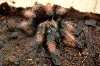 vogelspinnen Bilder - Brachypelma emilia
