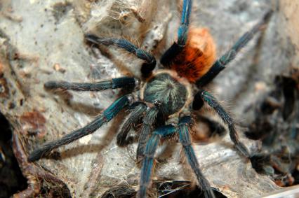 vogelspinnen Bilder - Chromatopelma cyaneopubescens
