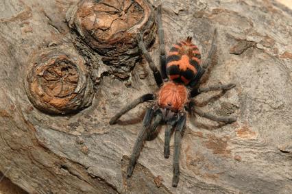 vogelspinnen Bilder - Cyclosternum fasciatum
