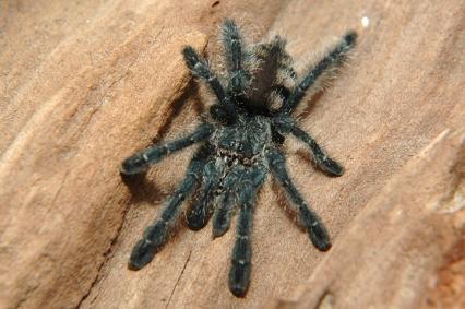 vogelspinnen Bilder - Avicularia pupurea
