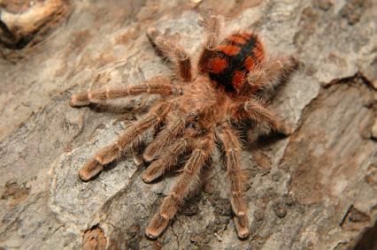 vogelspinnen Bilder - Avicularia minatrix
