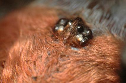 vogelspinnen Bilder - Grammostola rosea
