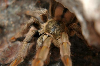 vogelspinnen Bilder - Psalmopoeus cambridgei
