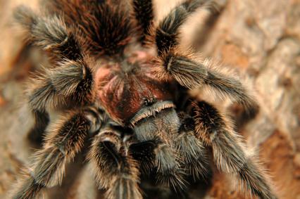 vogelspinnen Bilder - Grammostola rosea
