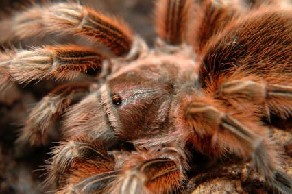 vogelspinnen Bilder - Grammostola rosea rcf
