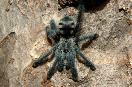 vogelspinnen Bilder - Avicularia purpurea
