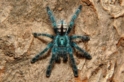 vogelspinnen Bilder - Avicularia versicolor
