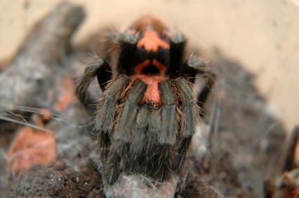 vogelspinnen Bilder - Cyclosternum fasciatum
