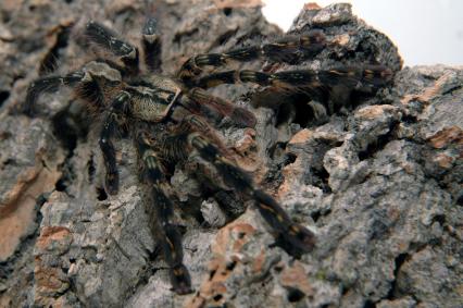 vogelspinnen Bilder - Poecilotheria ornata
