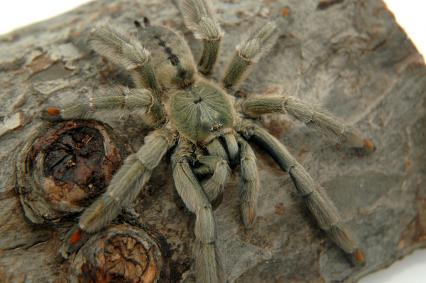 vogelspinnen Bilder - Psalmopoeus cambridgei
